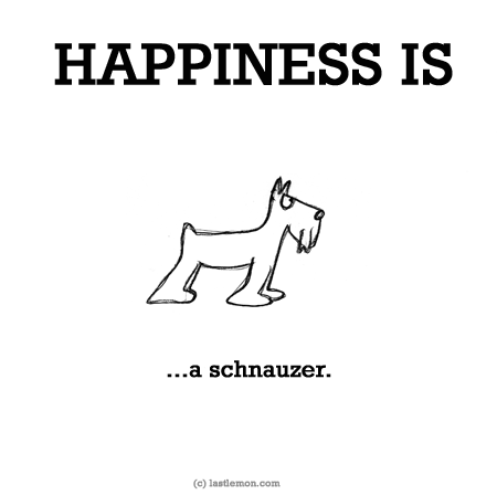Happiness: HAPPINESS IS...a schnauzer.