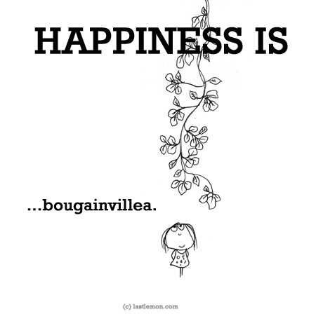 Happiness: HAPPINESS IS...bougainvillea.