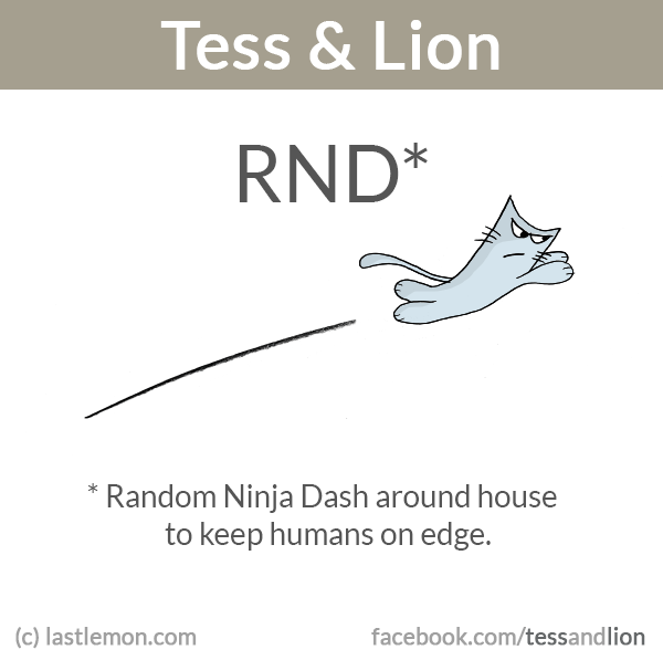 Tess and Lion: RND: Random Ninja Dash around house to keep humans on edge