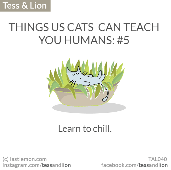 Tess and Lion: THINGS US CATS  CAN TEACH YOU HUMANS: #5 -  Learn to chill