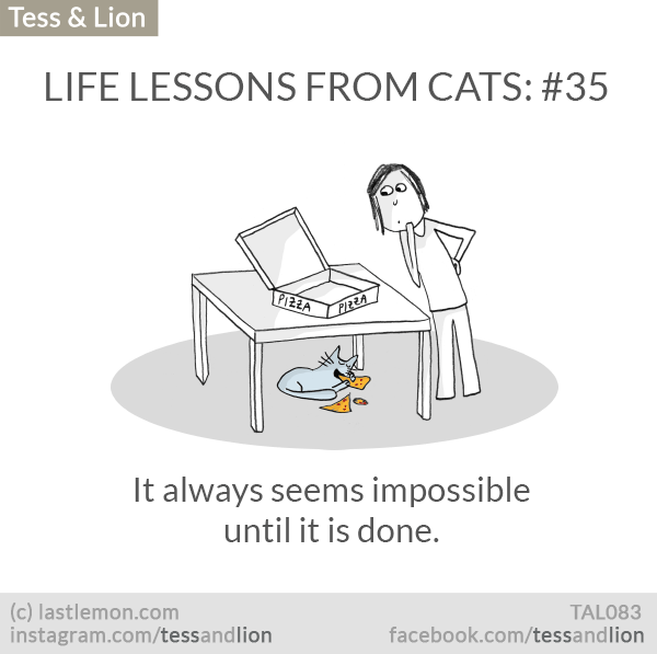 Tess and Lion: LIFE LESSONS FROM CATS: #35 - It always seems impossible until it is done.