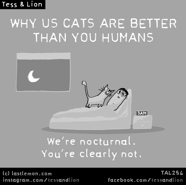 Tess and Lion: WHY US CATS ARE BETTER THAN YOU HUMANS: We’re nocturnal. You’re clearly not.