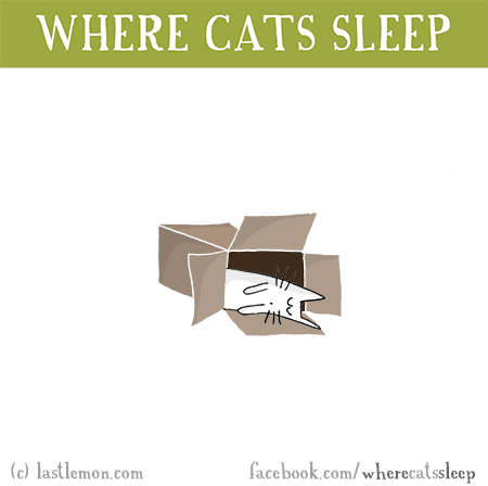 Cats...: Where Cats Sleep